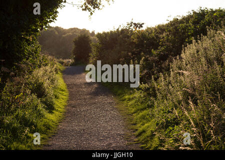 Foopath und Maultierweg zu Herrington Country Park in Sunderland, England. Eine Hecke verläuft entlang des Weges, über welche Insekten fliegen. Stockfoto