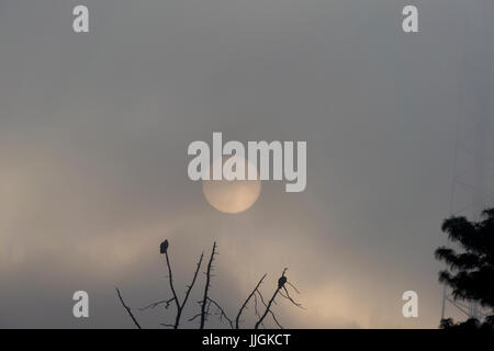 Sonnenaufgang in Guatemala, Baum mit Bussarde Flug abheben. Sonne im Nebel. Stockfoto