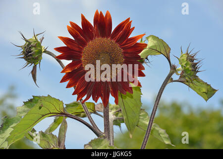 Rote Sonnenblume - Helianthus Annuus Blume & Knospen gegen blauen Himmel Stockfoto