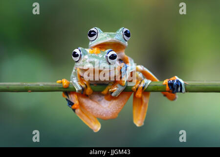 Zwei grüne fliegende Frösche (Rhacophorus Reinwardtii) sitzt auf einer Pflanze, Indonesien Stockfoto