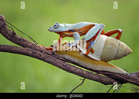 Laubfrosch auf eine Schnecke auf einem Ast, Indonesien Stockfoto