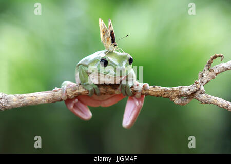 Schmetterling auf einer plumpen Frosch, Indonesien Stockfoto