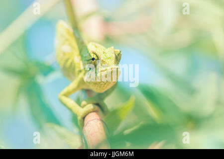 Mediterrane Chamäleon (Chamaeleo Chamaeleon) auf Ast, Andalusien, Spanien Stockfoto