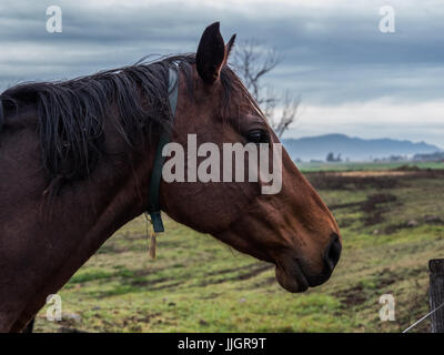 Australisches Brumby Pferde herumstehen tote Bäume in einem Paddock an einem bewölkten Tag auf den südlichen Downs von Queensland erfasst Stockfoto