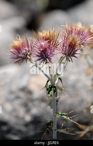 Seedhead von der Mariendistel (Silybum Marianum) in Spanien Stockfoto