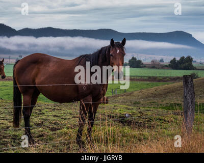 Australisches Brumby Pferde herumstehen tote Bäume in einem Paddock an einem bewölkten Tag auf den südlichen Downs von Queensland erfasst Stockfoto