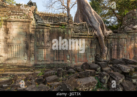 Ta Phrom, Dschungel Tempel in Angkor, Kambodscha Stockfoto