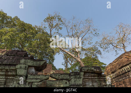 Ta Phrom, Dschungel Tempel in Angkor, Kambodscha Stockfoto