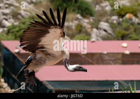 Juvenile Andenkondor (Vultur gryphus Stockfoto