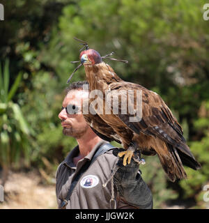 BENALMADENA, Andalusien/Spanien - 7. JULI: Steinadler (Aquila Chrysaetos) am Berg in der Nähe von Benalmadena Calamorro in Spanien am 7. Juli 2017. Unbekannter Mann Stockfoto