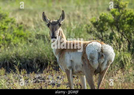 Ein Gabelbock Reh in felsigen Steppen des nordöstlichen Wyoming. Stockfoto