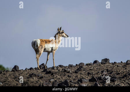 Ein Gabelbock Reh in felsigen Steppen des nordöstlichen Wyoming. Stockfoto