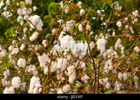 Levante Baumwolle in Guatemlaa. Gossypium Herbaceum. Stockfoto