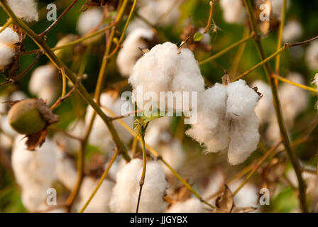 Levante Baumwolle in Guatemlaa. Gossypium Herbaceum. Stockfoto