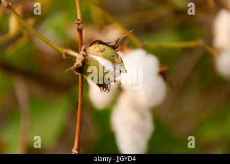 Levante Baumwolle in Guatemlaa. Gossypium Herbaceum. Stockfoto