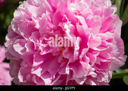 Paeonia Blume Stockfoto