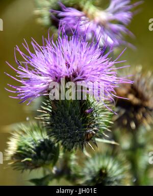 blühende Silybum marianum Stockfoto