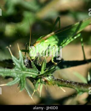 Silybum Marianum mit Tettigonia Insekt Stockfoto