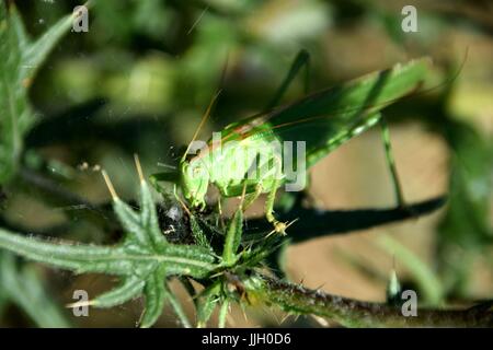 Silybum Marianum mit Tettigonia Insekt Stockfoto