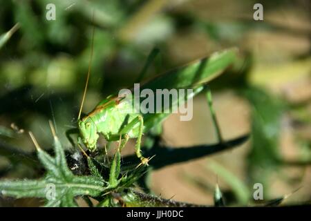 Silybum Marianum mit Tettigonia Insekt Stockfoto