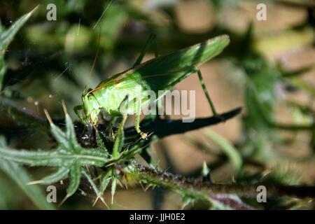 Silybum Marianum mit Tettigonia Insekt Stockfoto