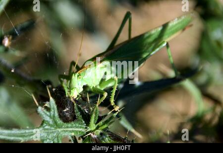 Silybum Marianum mit Tettigonia Insekt Stockfoto