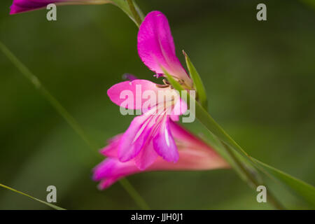 Gladiolus italicus Stockfoto