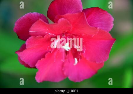 Makroaufnahme der Blume, Nerium oleander Stockfoto