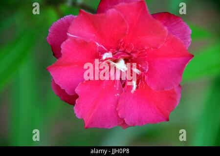 Weiches Aussehen der Nerium oleander rosa Blume mit verschwommenen Hintergrund Stockfoto