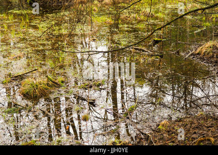 Bueauty von Białowieża Wald Stockfoto