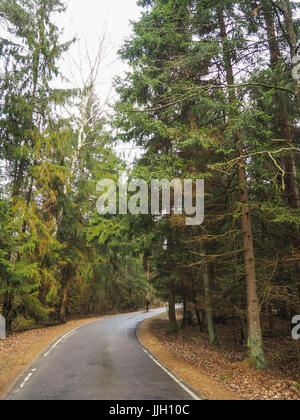 Bueauty von Białowieża Wald Stockfoto