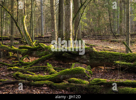 Bueauty von Białowieża Wald Stockfoto