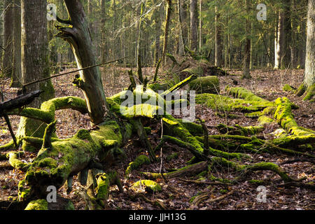 Bueauty von Białowieża Wald Stockfoto