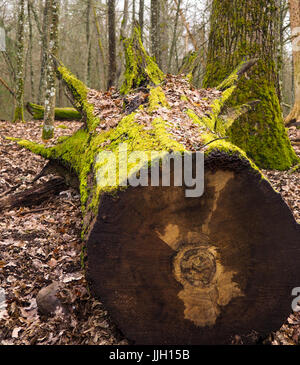 Bueauty von Białowieża Wald Stockfoto