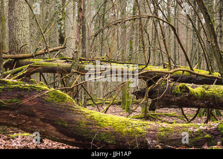 Bueauty von Białowieża Wald Stockfoto