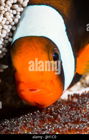 Ein Anemonenfische wacht sorgfältig über ihren Eiern in Anilao, Philippinen. Stockfoto