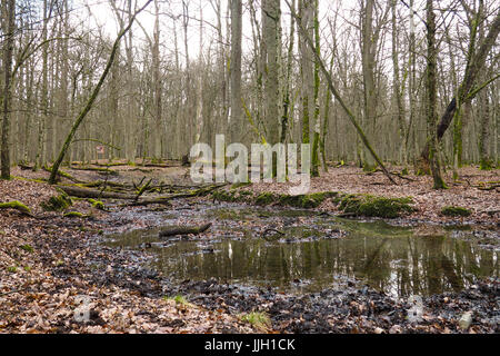 Bueauty von Białowieża Wald Stockfoto