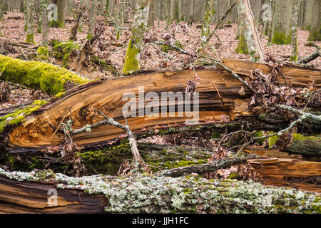 Bueauty von Białowieża Wald Stockfoto