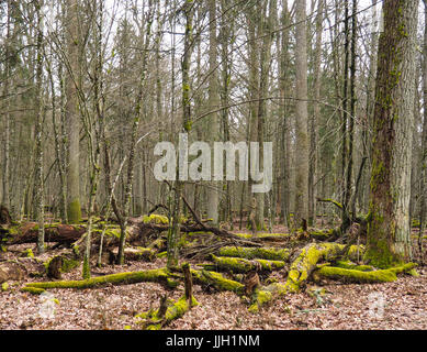 Bueauty von Białowieża Wald Stockfoto