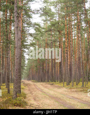 Bueauty von Białowieża Wald Stockfoto