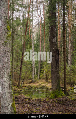 Bueauty von Białowieża Wald Stockfoto