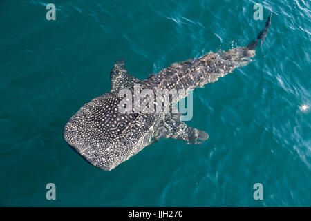 Ein juveniler Walhai schwimmt in der Bucht von La Paz, Mexiko. Stockfoto