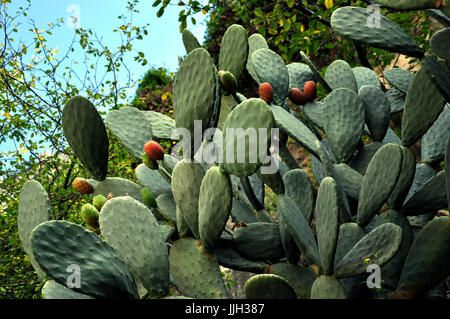 Mediterrane Kaktuspflanzen mit roten Blüten Stockfoto