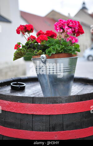 Rosa rote Blüten in Zinn Topf auf einem Fass Stockfoto