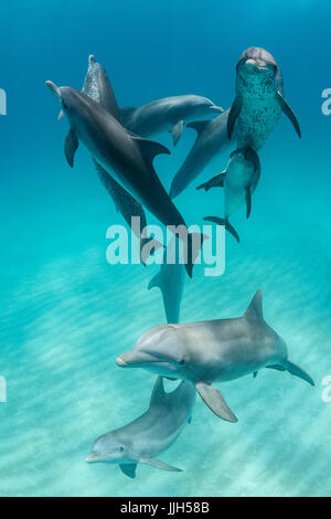 Eine gemischte Herde von Atlantic Spotted Delfine und Tümmler schwimmt auf einer Sandbank in den nördlichen Bahamas. unter der Wasseroberfläche im Feld Nr. Stockfoto