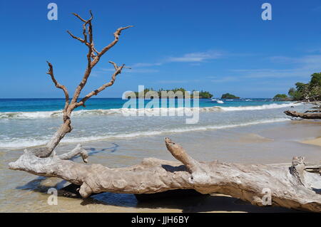 Große Treibholz Baumstamm an einer sandigen Küste mit tropischen Insel im Hintergrund, Karibik, Bastimentos, Bocas del Toro, Panama Stockfoto