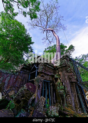 Kambodscha Siem Reap Ta Prohm Baumriesen und Wurzeln wachsen oberhalb eines antiken Tempels Stockfoto