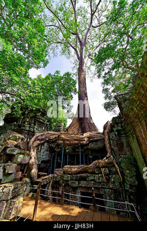 Kambodscha Siem Reap Ta Prohm Baumriesen und Wurzeln wachsen über einen antiken Tempel-Wand Stockfoto