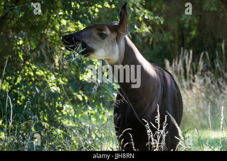 Okapi Essen Grass Stockfoto