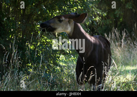 Okapi Essen Grass Stockfoto